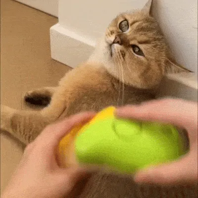 Dog Cat Steamy Brush Steam Brush Electric Sprayer for Massage Pet Grooming tool Shedding 3 in 1 Electric Sprays Massage Combs